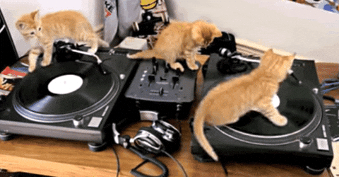 Dj Cats