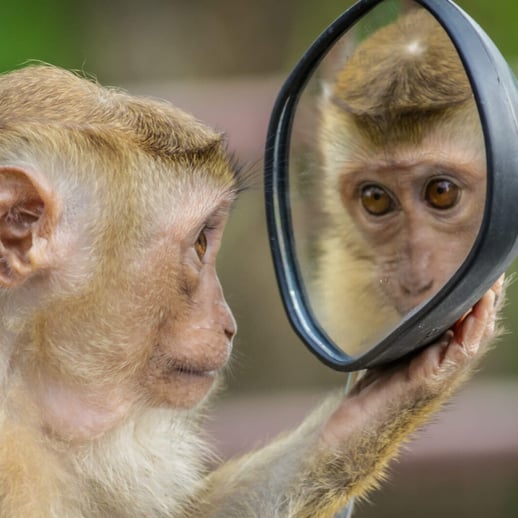 Patrick-van-Veen-houdt-een-spiegel-voor.-Wat-we-van-apen-die-vlooien-kunnen-leren.--1600x1067